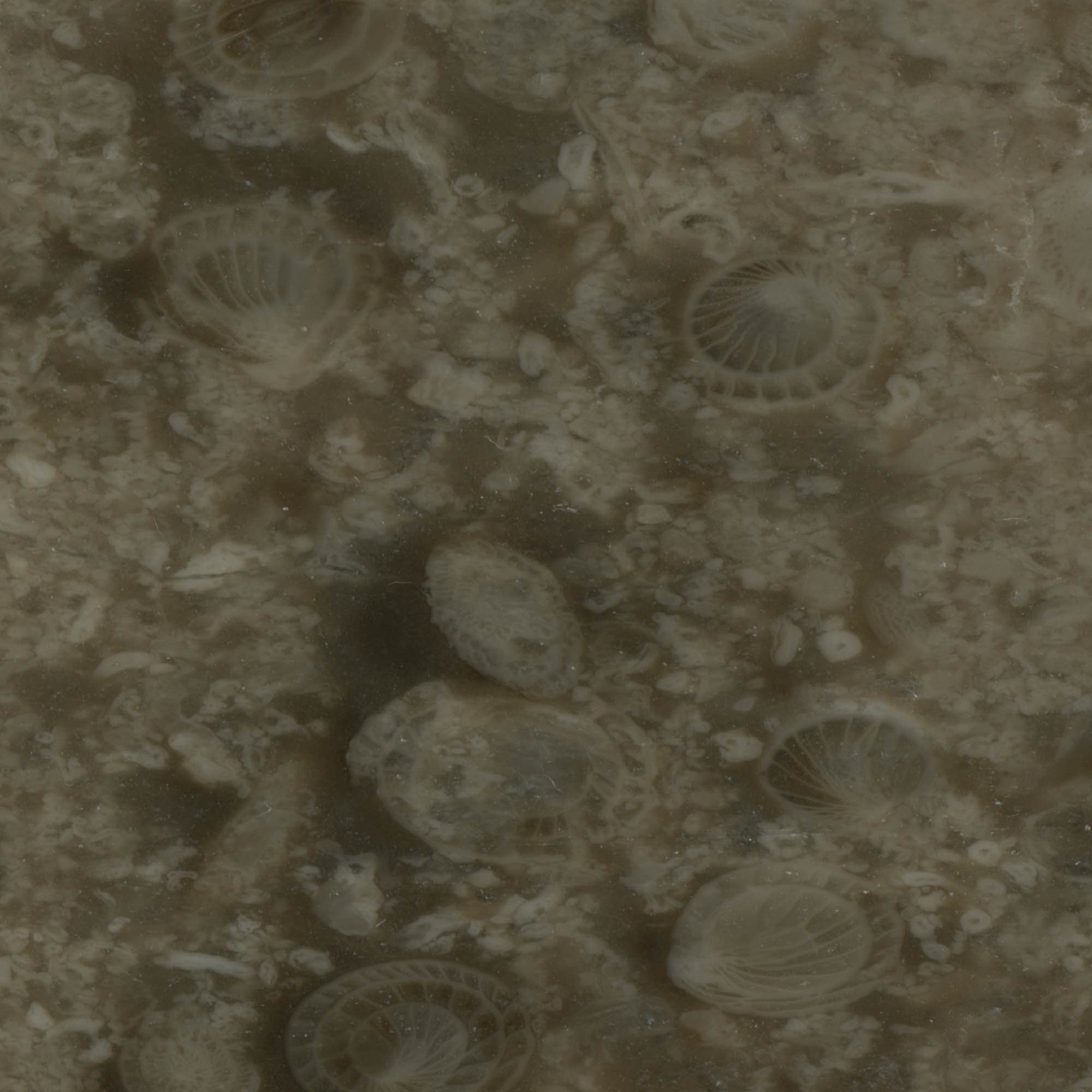 Shell Stone - High Resolution Natural Stone Images