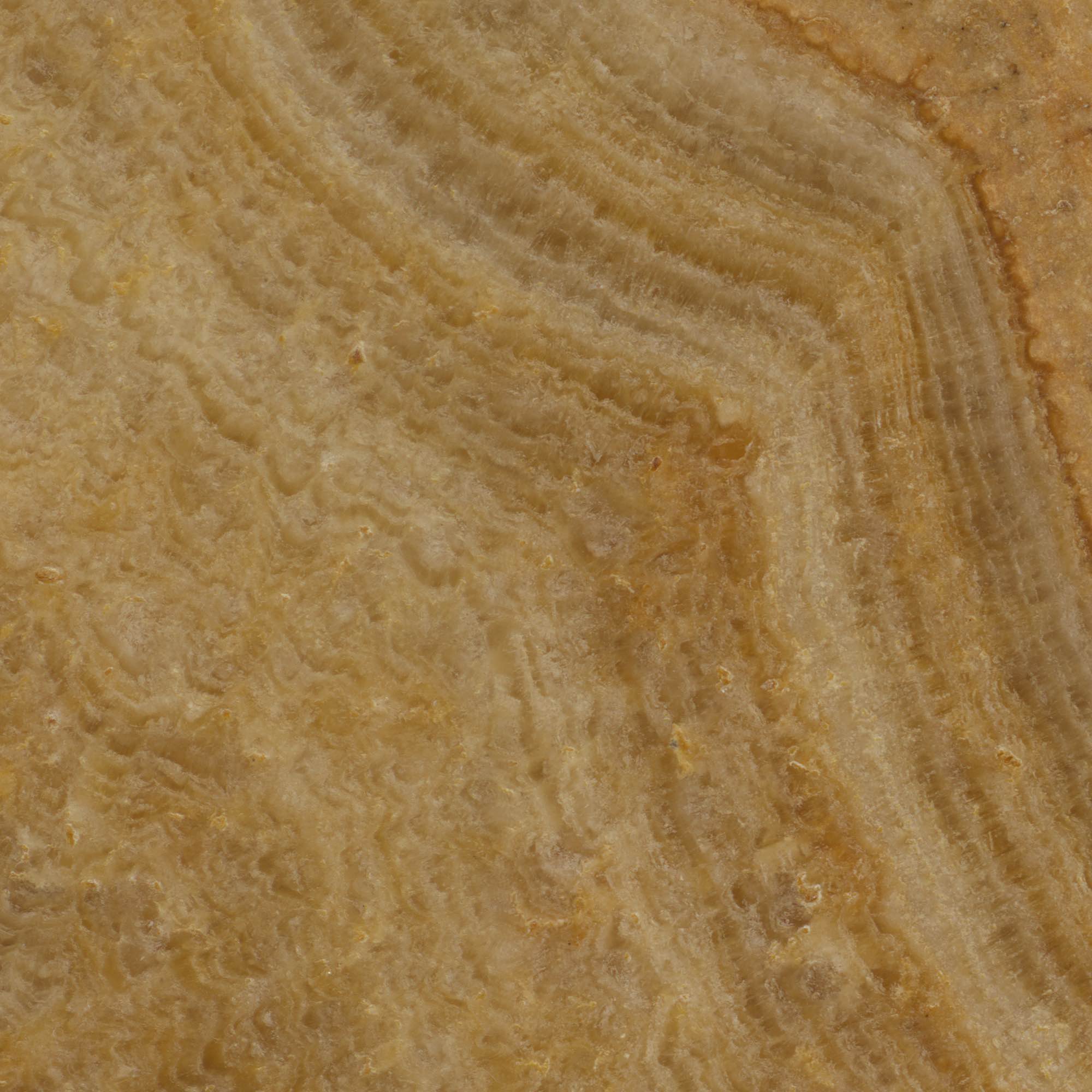 Wenge - High Resolution Natural Stone Images